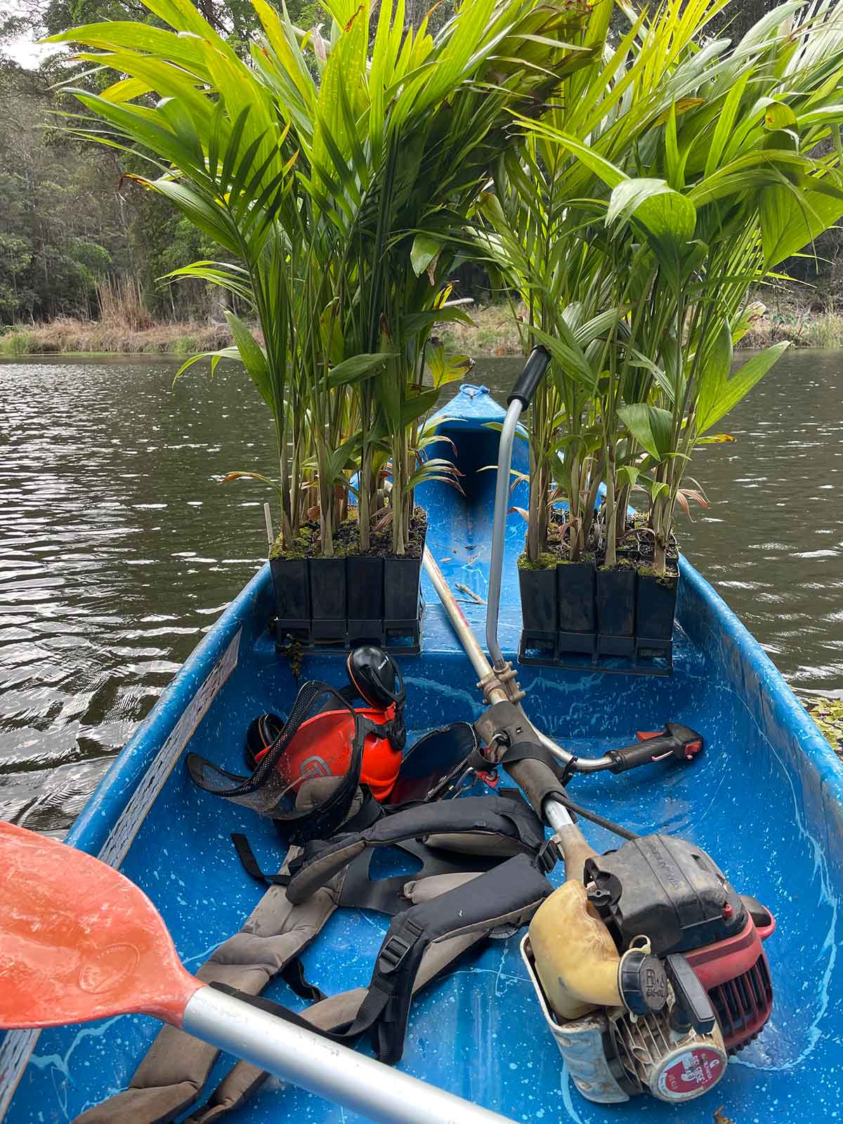 PLANTING AND RECONSTRUCTION